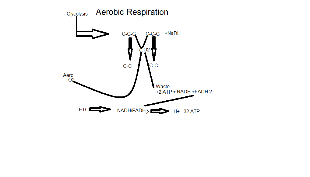 Aerobic Respiration Darriuslampkin 4447